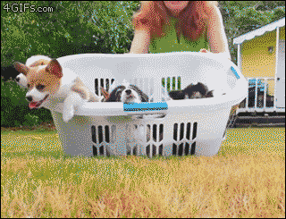 Corgi-puppies-basket-you-died.gif
