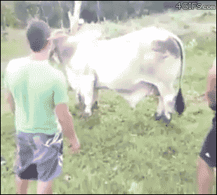 Mounting-cow-fail-kick.gif
