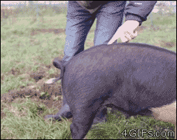 How-to-straighten-a-pigs-tail.gif