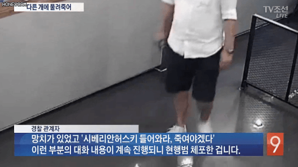 Honeycam_2017-09-22_23-17-06.gif : (10MB) 애견카페 피해견주 방문 CCTV.gif