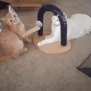 Pets-Being-Jerks-168-59e0c2fc8940f__605.gif