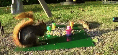 squirrel-shoots-slinky-at-chipmunk-iloveimg-resized.gif
