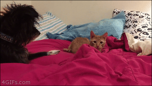 Cat-wiggle-attack-foiled-by-dog.gif