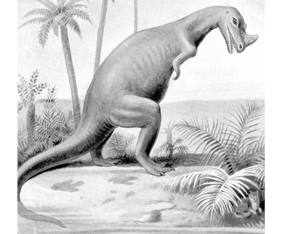 ceratosaurus_ntm_1905_smit_1929.gif