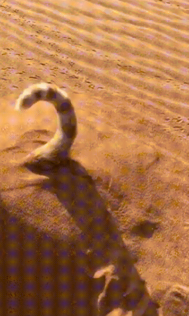 20180613_004435.gif : 데이터 gif)사막의 파충류