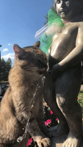 BBRhC0VZ_o.gif : 더워서 분수물 마시는 고양이