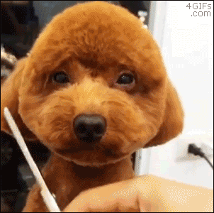 Patient-dog-gets-haircut.gif