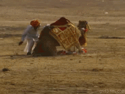 1244731565_gifbin-owned-by-camel.gif : 응징.GIF